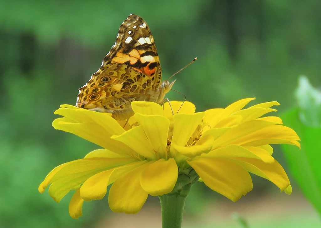 Painted Lady Butterfly